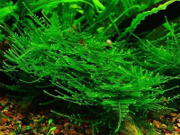 Снимка на Taxiphyllum alternans